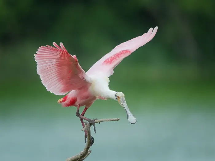 Framed Print : Roseate spoonbill balancing act, Smith Oaks Sanctuary, Bolivar Peninsula, High Island, Texas