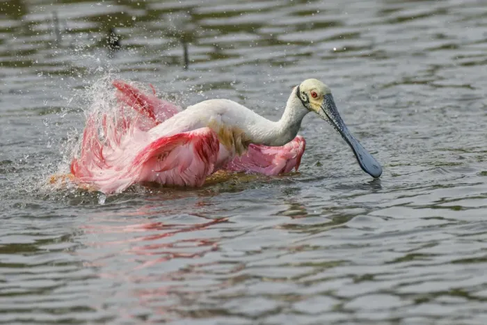 Framed Print : Roseate spoonbill bathing, South Padre Island, Texas