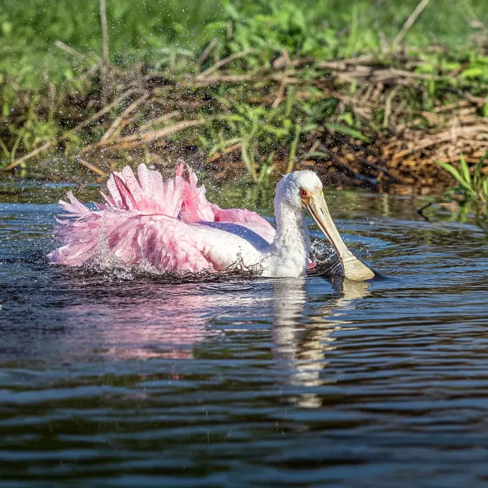 Framed Print : A roseate spoonbill demonstrates extreme bathing Framed Print : A roseate spoonbill demonstrates extreme bathing