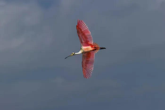 Framed Print : Roseate spoonbill flying, Merritt Island National Wildlife Refuge, Florida