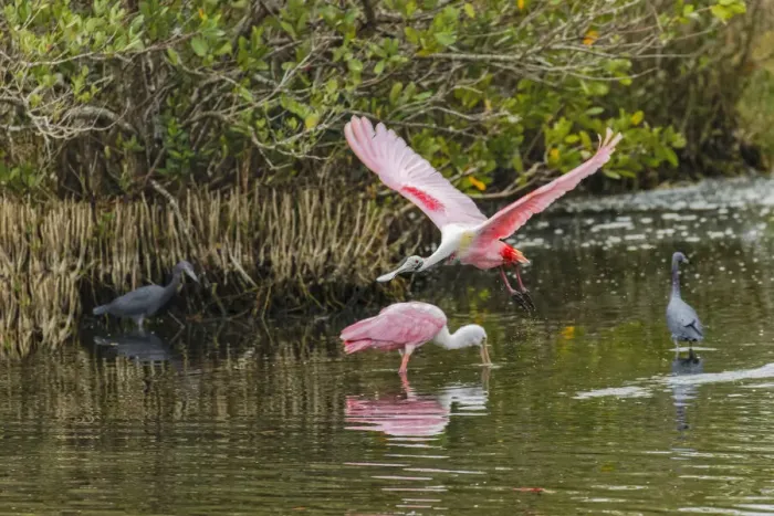 Framed Print : Roseate spoonbill flying, Merritt Island National Wildlife Refuge, Florida Framed Print : Roseate spoonbill flying, Merritt Island National Wildlife Refuge, Florida