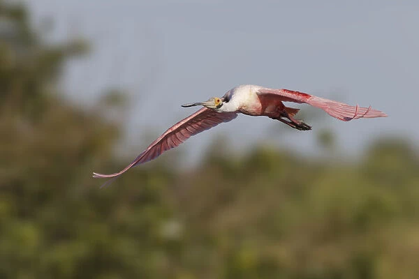 Roseate spoonbill flying, Stick Marsh, Florida