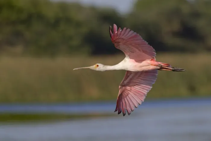 Framed Print : Roseate spoonbill flying, Stick Marsh, Florida Framed Print : Roseate spoonbill flying, Stick Marsh, Florida