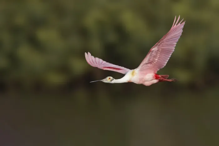 Framed Print : Roseate spoonbill flying, Stick Marsh, Florida