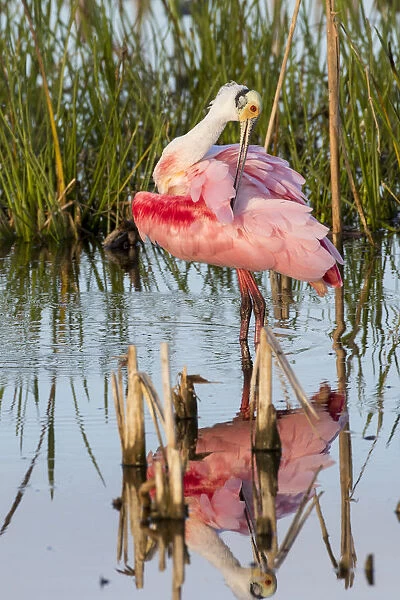 Roseate Spoonbill (Platalea ajaja) preening Viera Wetlands, Brevard County, Florida