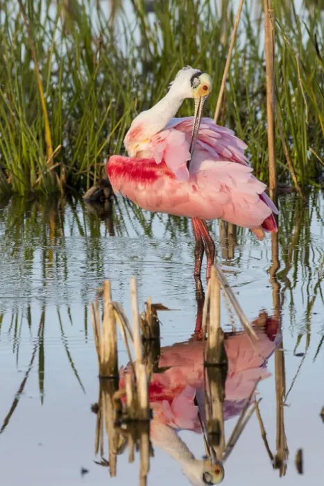 Framed Print : Roseate Spoonbill (Platalea ajaja) preening Viera Wetlands, Brevard County, Florida