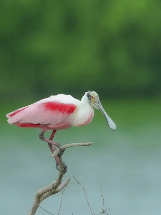 Framed Print : Roseate spoonbill, Smith Oaks Sanctuary, Bolivar Peninsula, High Island, Texas