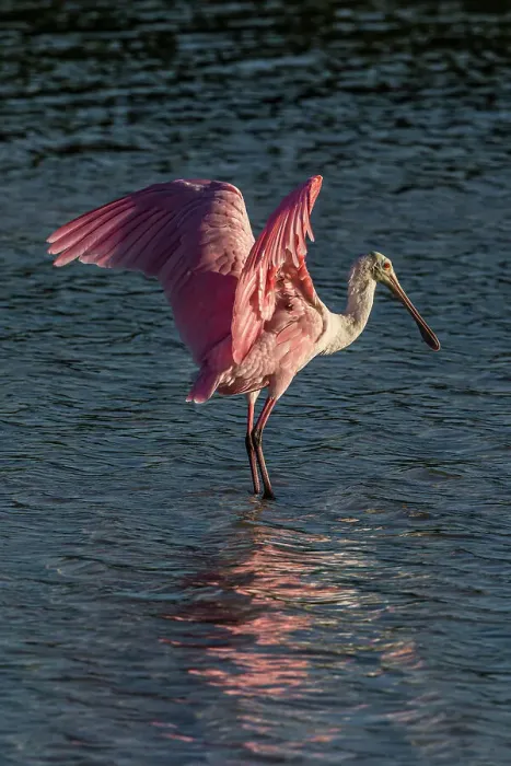 Framed Print : Roseate spoonbill spreading wings Framed Print : Roseate spoonbill spreading wings