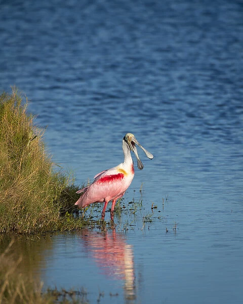 A Roseate Spoonbill standing in water calling out, sign of stress