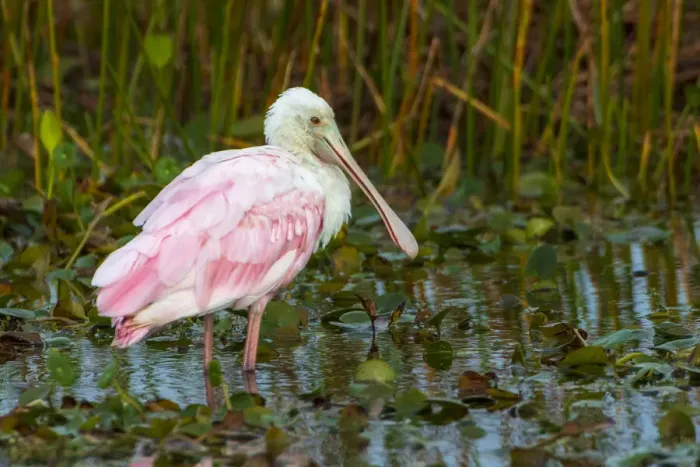 Framed Print : A Roseate Spoonbill standing in water in Orlando Wetlands, Florida