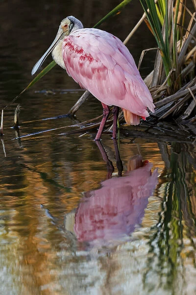 Roseate spoonbill wading among mangroves, South Padre Island, Texas