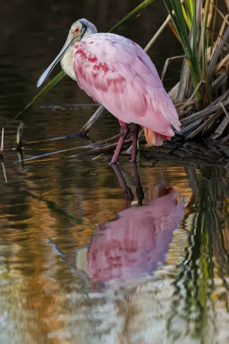 Framed Print : Roseate spoonbill wading among mangroves, South Padre Island, Texas