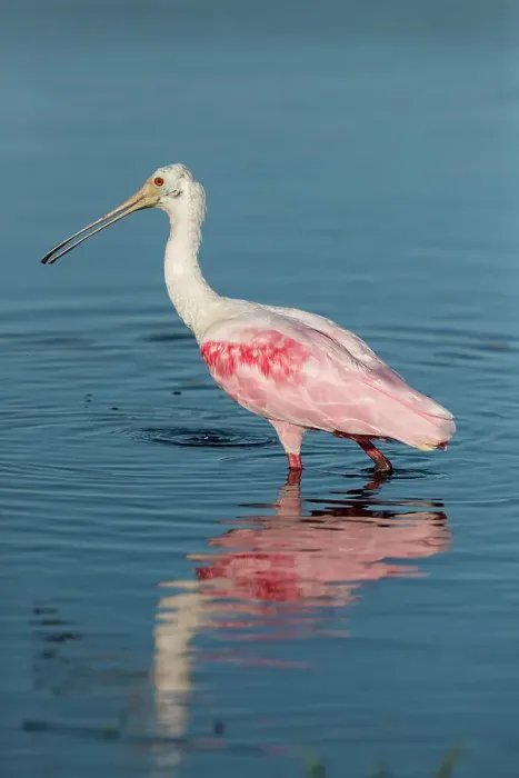 Framed Print : A roseate spoonbill water through shallow water