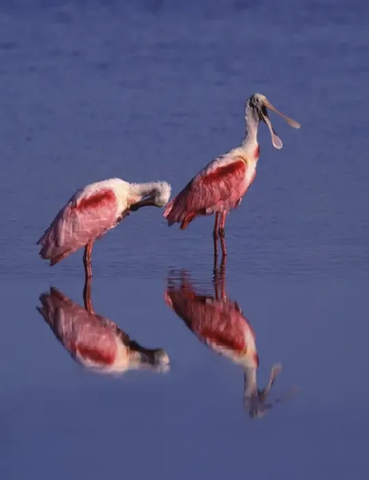 Framed Print : Two Roseate Spoonbills (Ajaia ajaja)