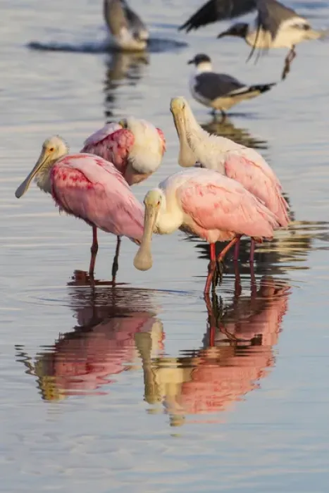 Framed Print : Roseate Spoonbills (Ajaia ajaja) feeding group