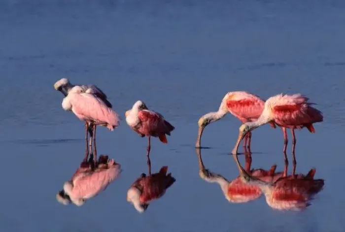 Framed Print : Five Roseate Spoonbills (Ajaia ajaja) feeding and preening Framed Print : Five Roseate Spoonbills (Ajaia ajaja) feeding and preening