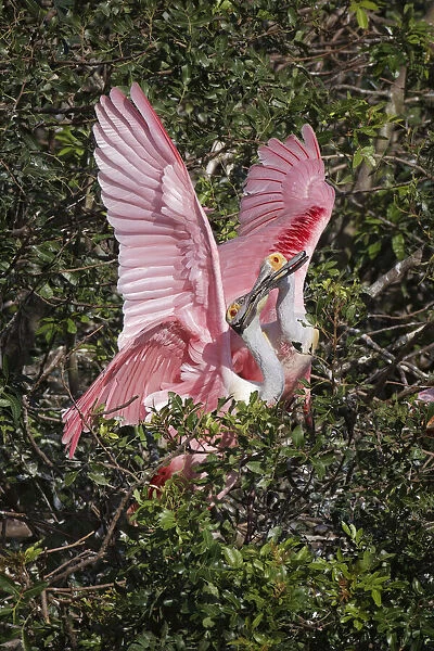 Roseate spoonbills fighting over nesting territory in rookery, Stick Marsh, Florida