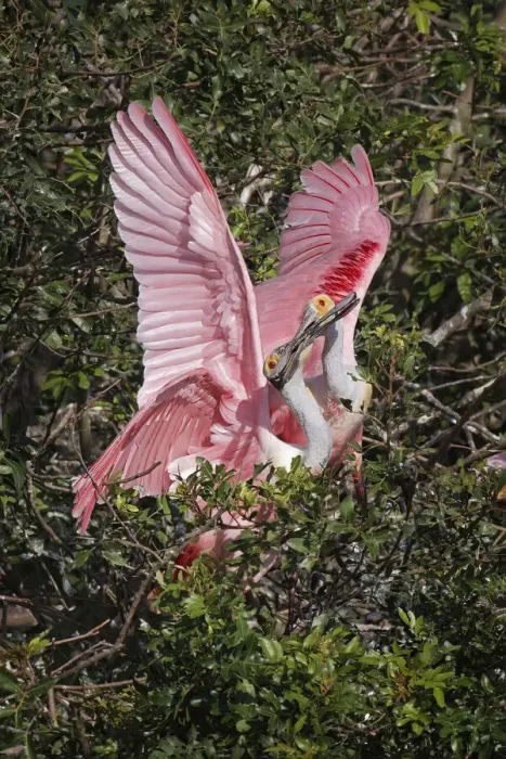 Framed Print : Roseate spoonbills fighting over nesting territory in rookery, Stick Marsh, Florida Framed Print : Roseate spoonbills fighting over nesting territory in rookery, Stick Marsh, Florida
