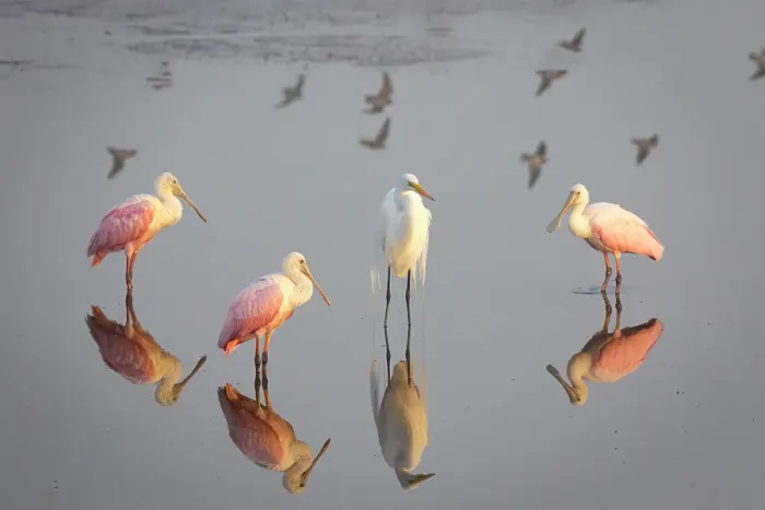 Framed Print : Roseate spoonbills and a great egret congregate in still marsh waters Framed Print : Roseate spoonbills and a great egret congregate in still marsh waters