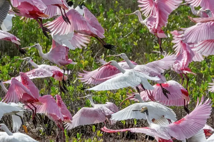 Framed Print : Roseate spoonbills and ibis, Merritt Island, Florida Framed Print : Roseate spoonbills and ibis, Merritt Island, Florida