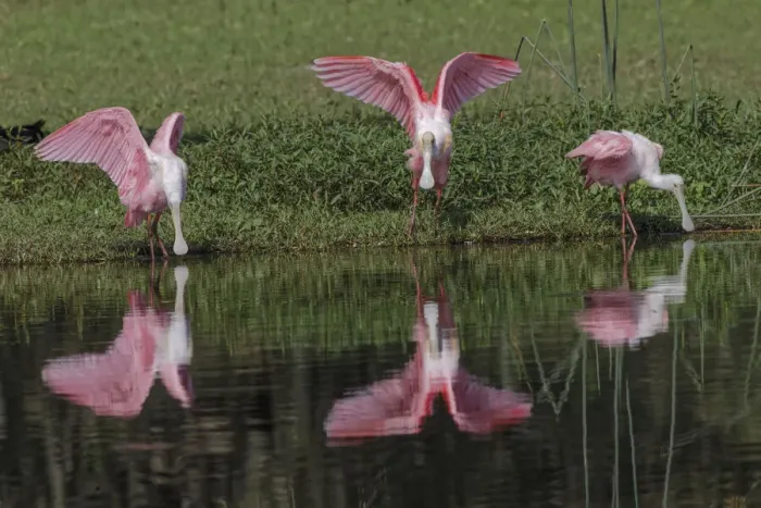 Framed Print : Roseate Spoonbills, Myakka River State Park, Florida Framed Print : Roseate Spoonbills, Myakka River State Park, Florida
