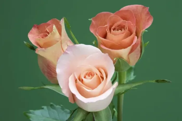Framed Print : Roses