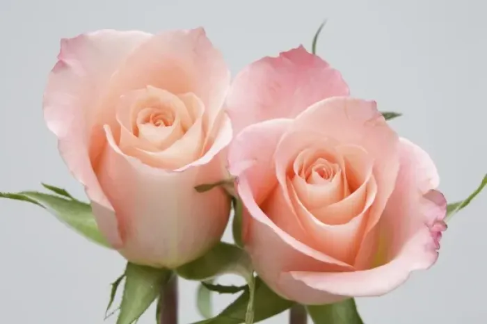 Framed Print : Roses Framed Print : Roses