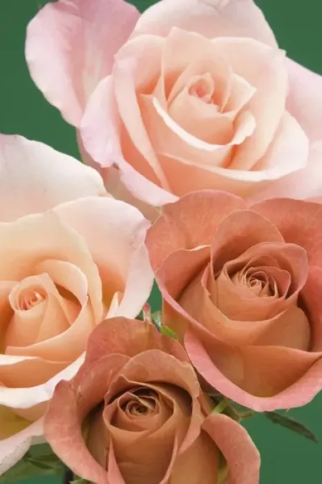 Framed Print : Roses