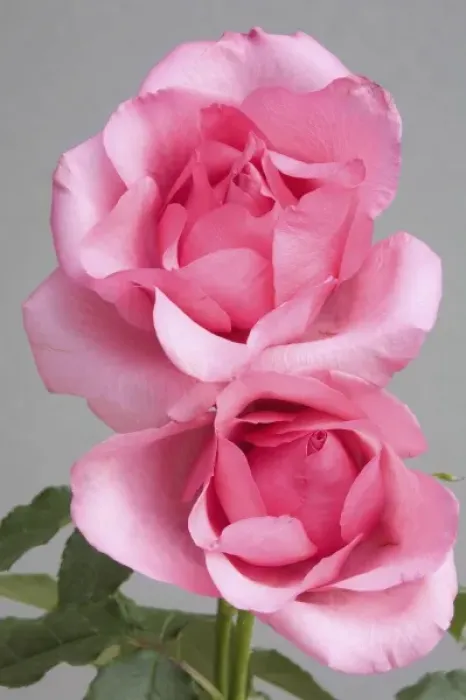 Framed Print : Roses Framed Print : Roses