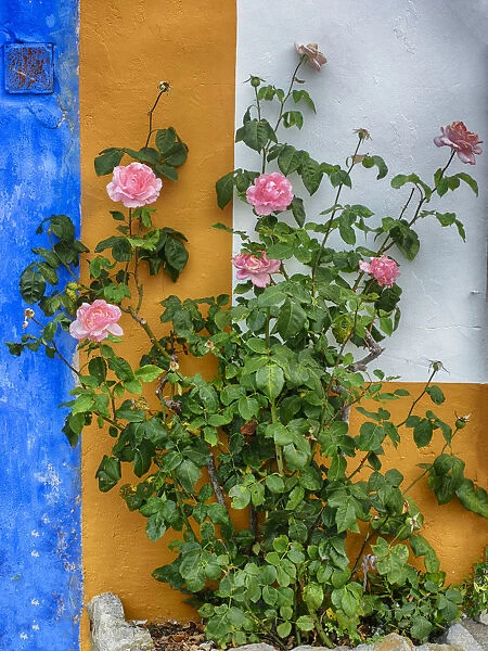 Roses growing