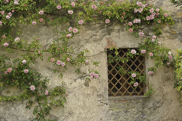 Roses on old stone wall, Tuscany, Italy