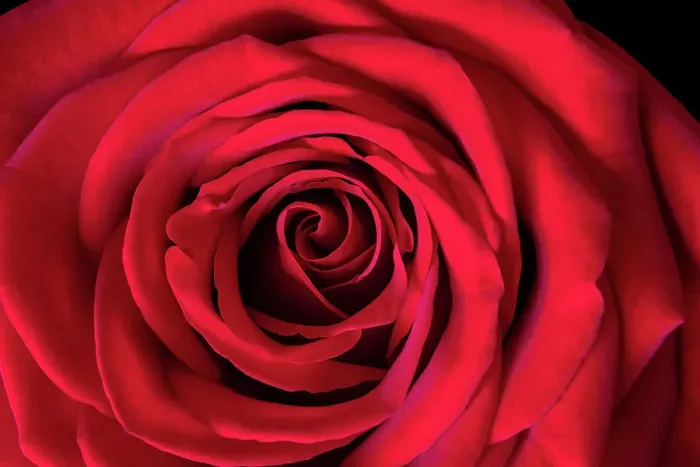 Framed Print : Roses are Red Framed Print : Roses are Red
