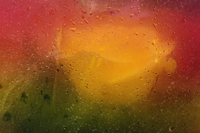 Framed Print : Roses viewed through paper covered in dew drops, Maine