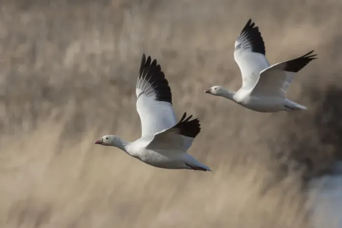 Framed Print : Ross geese