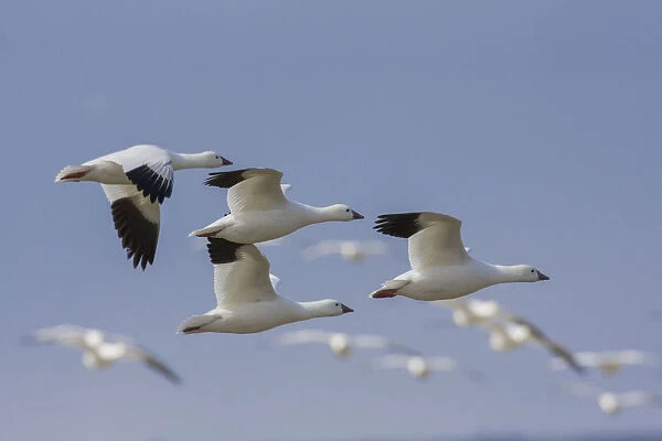 Ross geese flying