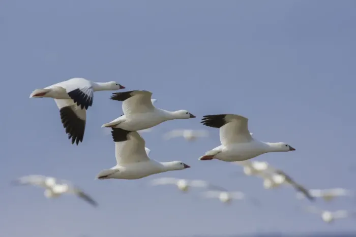 Framed Print : Ross geese flying Framed Print : Ross geese flying