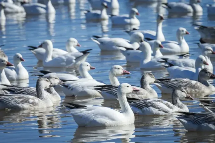 Framed Print : Rosss & Snow geese in freshwater pond, Chen rosssii, Bosque del Apache NWR Framed Print : Rosss & Snow geese in freshwater pond, Chen rosssii, Bosque del Apache NWR