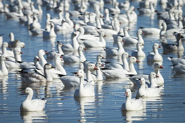 Rosss & Snow geese in freshwater pond, Bosque del Apache NWR, New Mexico