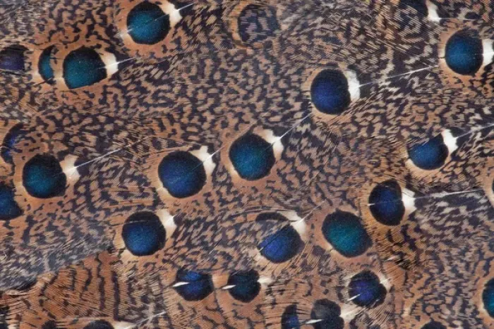 Framed Print : Rothchild Peacock Pheasant feathers Framed Print : Rothchild Peacock Pheasant feathers