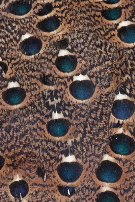 Framed Print : Rothchild Peacock Pheasant feathers Framed Print : Rothchild Peacock Pheasant feathers