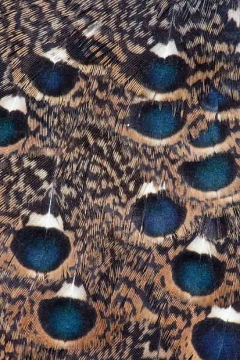 Framed Print : Rothchild Peacock Pheasant feathers Framed Print : Rothchild Peacock Pheasant feathers
