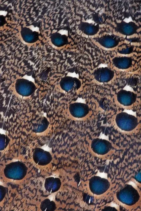 Framed Print : Rothchild Peacock Pheasant feathers Framed Print : Rothchild Peacock Pheasant feathers