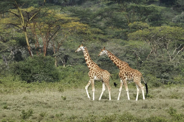 Rothchilds Giraffe, Lake Nakuru National Park, Kenya, Africa