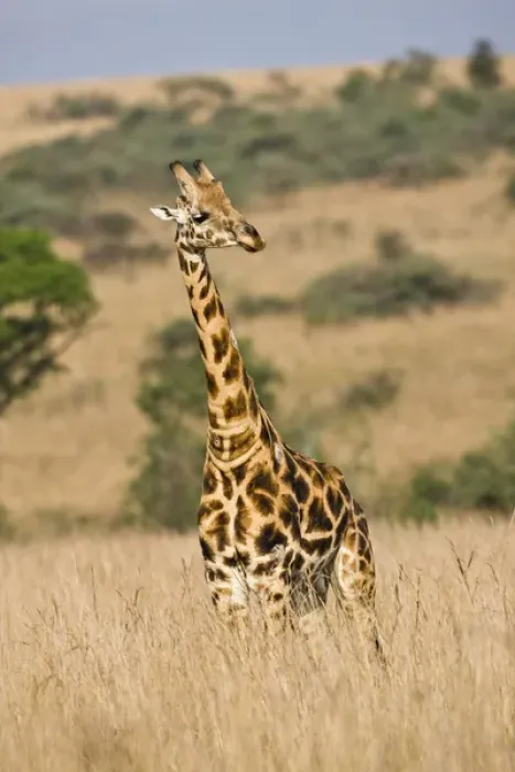 Framed Print : Rothschild Giraffe (Giraffa camelopardis rothschildi) in the graslands of Murchison