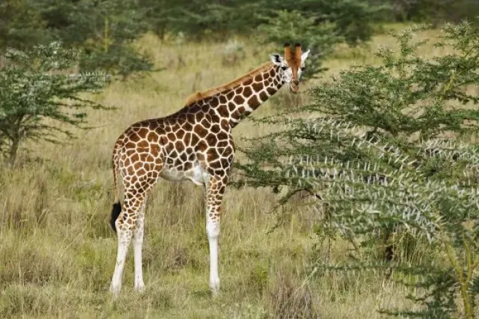 Framed Print : Rothschilds Giraffe Framed Print : Rothschilds Giraffe