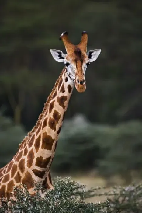 Framed Print : Rothschilds Giraffe, Lake Nakuru National Park, Kenya. Giraffa camelopardalis