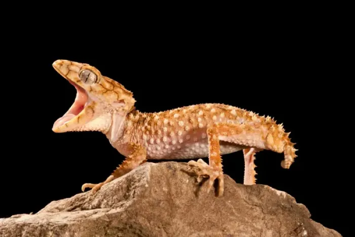 Framed Print : Rough Knob-tail Gecko, Nephrurus amyae, Native to Western Australia, Habitat: Desert