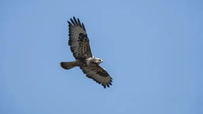 Framed Print : A Rough-legged Hawk (Buteo lagopus) in flight Framed Print : A Rough-legged Hawk (Buteo lagopus) in flight