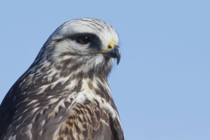 Framed Print : Rough-legged Hawk Close-up Framed Print : Rough-legged Hawk Close-up