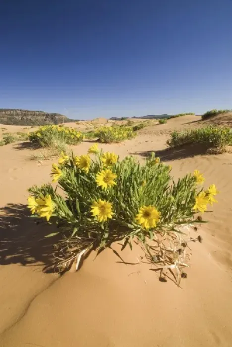 Framed Print : Rough Mulesears (Wyethia scabra), Coral Pink Sand Dunes State Park, Utah, US